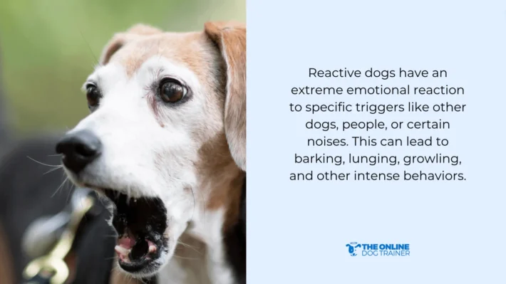 How to Train Dog Not to Bark at Other Dogs: Expert Tips