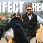 How to Train Dog Recall: Master Command Techniques