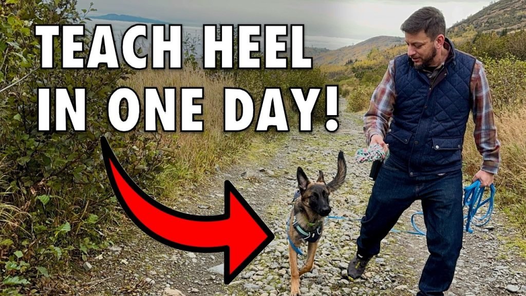 How to Train Dog to Heel: Expert Tips for Success