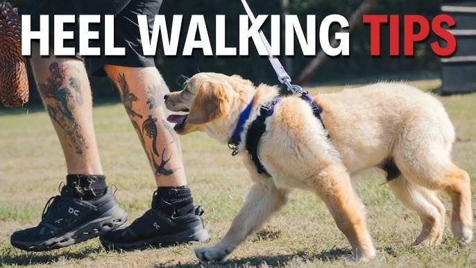How to Train Dog to Walk on Leash: Expert Tips