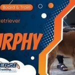 How to Train Golden Retriever Dog: Expert Tips & Tricks