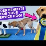 How to Train My Dog As a Service Dog: Expert Tips