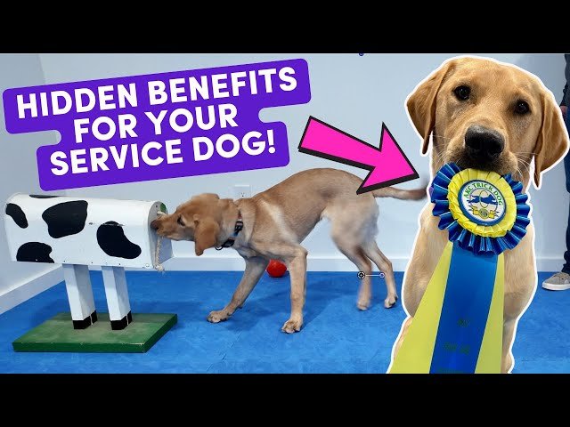How to Train My Dog As a Service Dog: Expert Tips