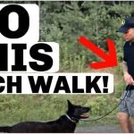 How to Train My Dog Not to Jump Up: Expert Tips