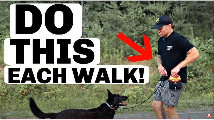 How to Train My Dog Not to Jump Up: Expert Tips