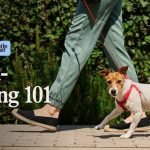 How to Train My Dog to Walk on a Leash: Easy Tips