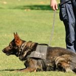 How to Train My German Shepherd Like a Police Dog: Expert Tips