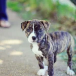 How to Train Pitbull Dog: Expert Tips for Success