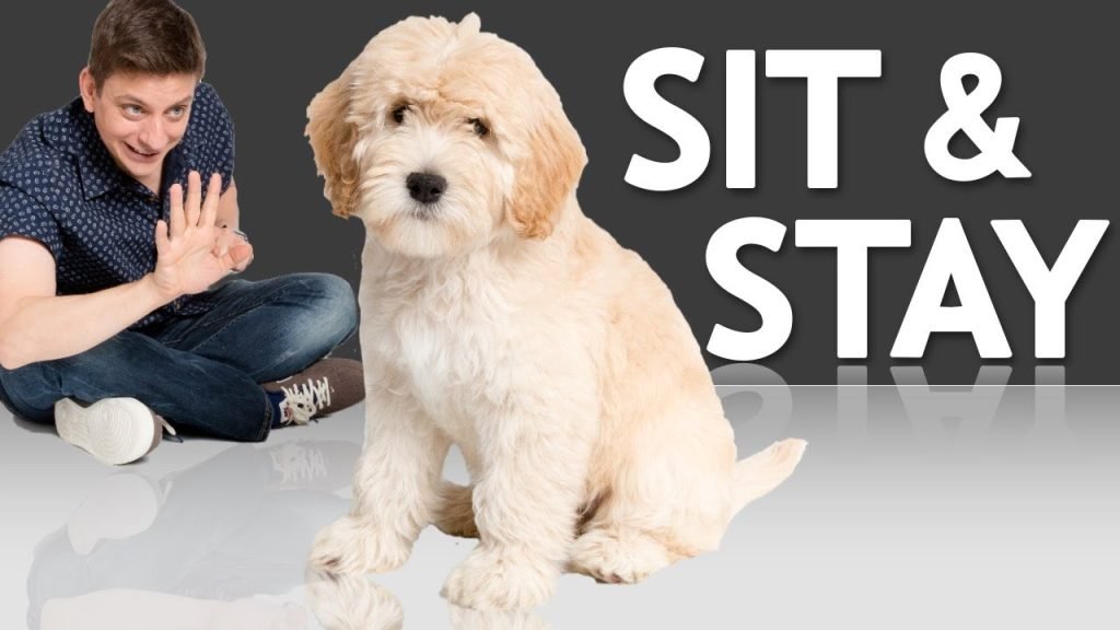 How to Train Your Dog to Sit: Simple Steps for Success