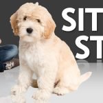 How to Train Your Dog to Sit: Simple Steps for Success