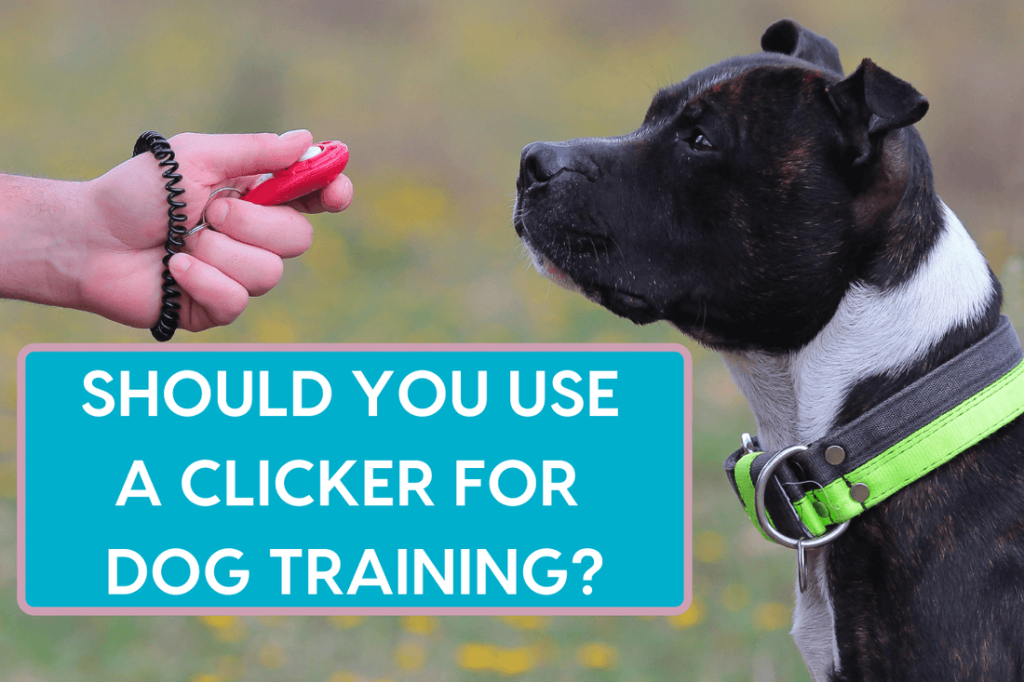 How to Use a Clicker for Dog Training: Expert Tips