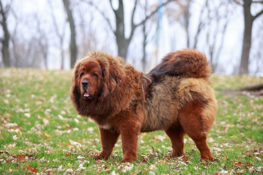 Huge Dog Breeds: Discover Majestic Giants