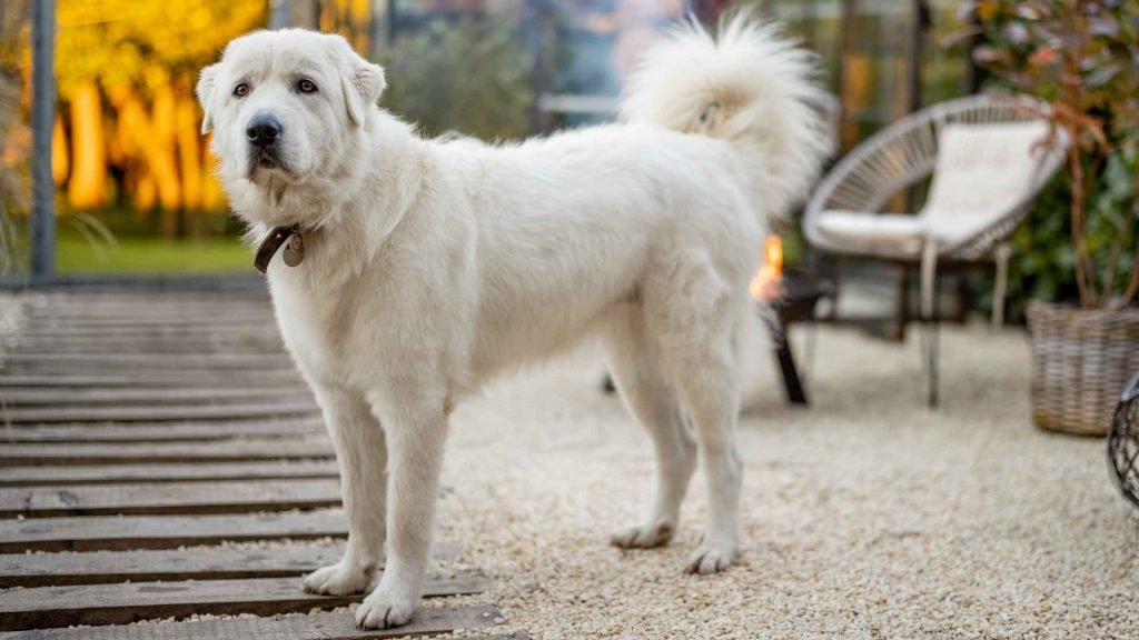 Huge White Dog Breeds: Discover Majestic Companions