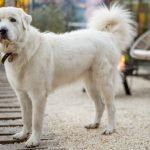 Huge White Dog Breeds: Discover Majestic Companions