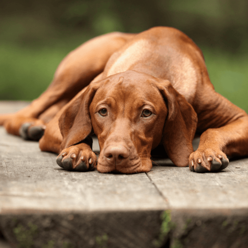 Hungarian Dog Breeds: Discover Unique Canine Heritage