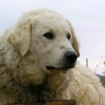 Hungarian Dog Breeds Kuvasz: Majestic Guardians Unleashed