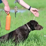Hunting Dog Training: Mastering Skills for Success