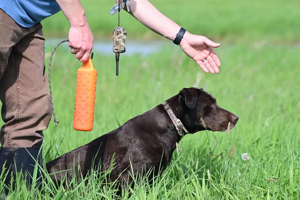 Hunting Dog Training: Mastering Skills for Success