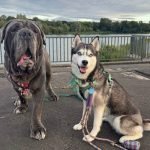 Husky Dog Accessories: Essential Gear for Your Pup