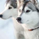 Husky Dog Breeds: Discover Their Unique Traits