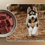 Husky Dog Diet: Essential Nutrition Tips Uncovered