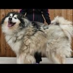 Husky Dog Grooming: Essential Tips for Shiny Coats