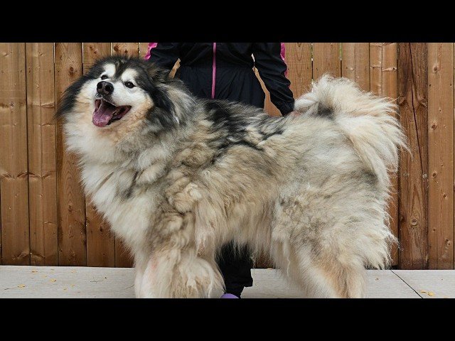 Husky Dog Grooming: Essential Tips for Shiny Coats