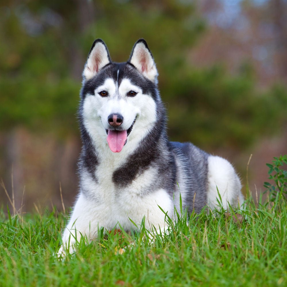 Husky Dog Health Problems: Essential Care Guide