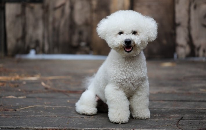 Hypo Dog Breeds: Discover Allergy-Friendly Companions