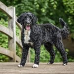 Hypoallergenic Dog Breeds Big: Perfect Companions