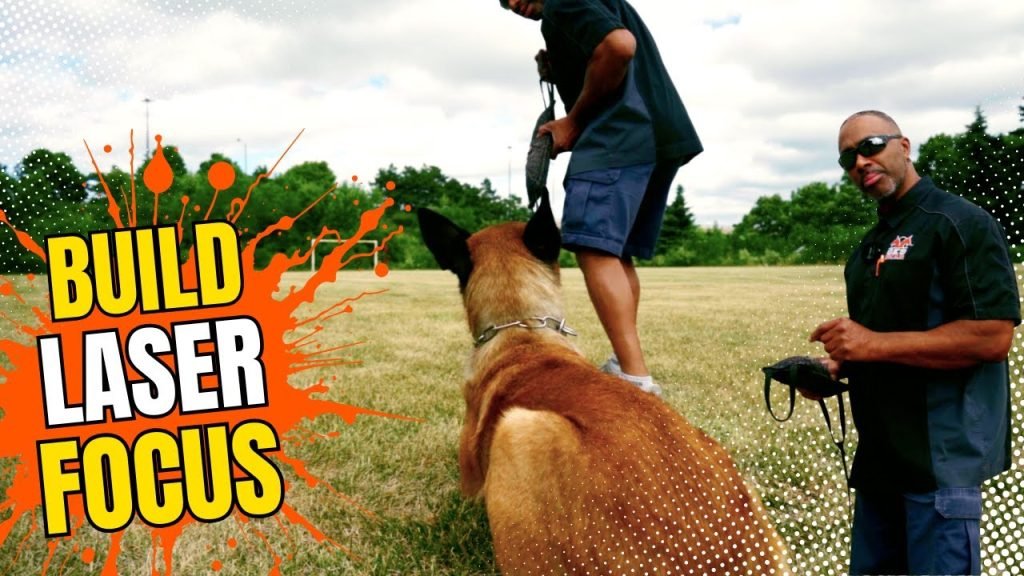 IGP Dog Training: Mastering Canine Competitions