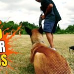 IGP Dog Training: Mastering Canine Competitions