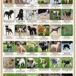 Images of Various Dog Breeds: Discover Adorable Diversity