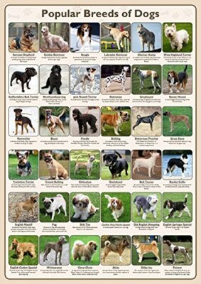Images of Various Dog Breeds: Discover Adorable Diversity