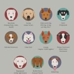 Indian Country Dog Breeds: Discover Unique Traits