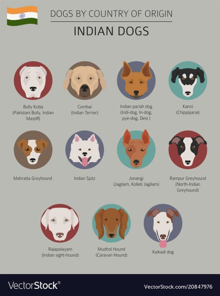 Indian Country Dog Breeds: Discover Unique Traits