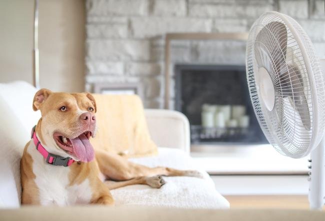 Indoor Activities for Dogs on Hot Days: Stay Cool & Playful