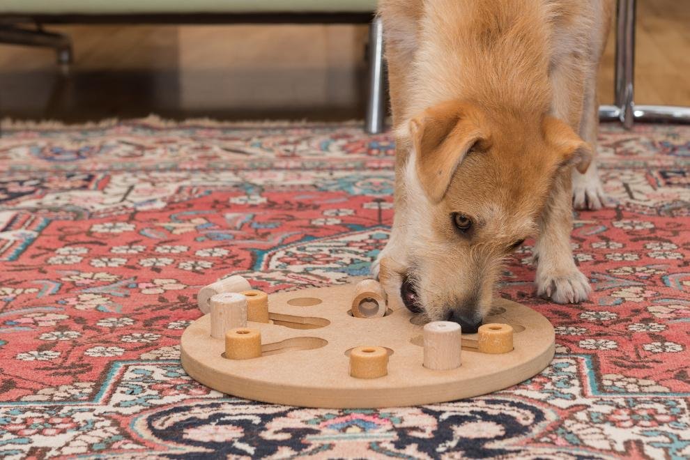 Indoor Dog Enrichment Activities: Boost Canine Happiness