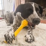 Indoor Enrichment Activities for Dogs: Unleash Fun Today