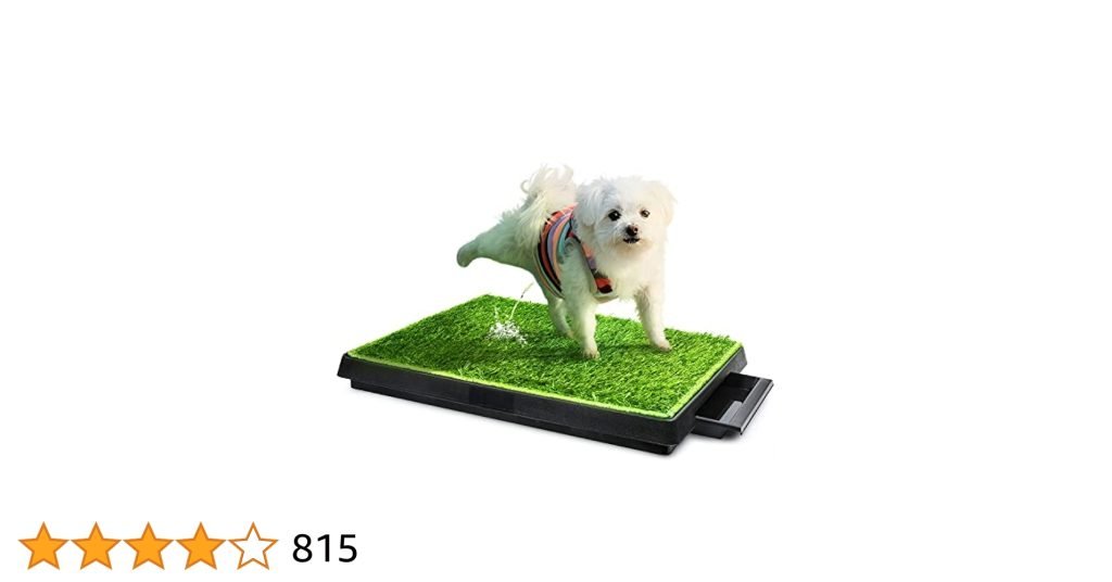 Indoor Potty Training for Dogs: Master the Essentials