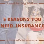 Insurance Dog Walkers: Protect Your Paws and Profits