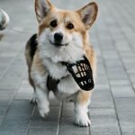 Insurance for Dog Walking Business: Essential Protection Guide