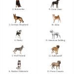 Insurance List of Dangerous Dog Breeds: Essential Guide