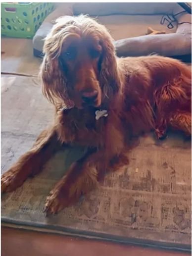 Irish Setter Rescue Dogs: Transforming Lives Forever