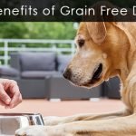Is a Grain Free Diet Good for Dogs: Discover the Benefits