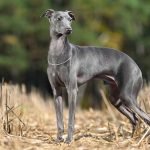 Italian Dog Breeds: Discover Charming Canine Companions