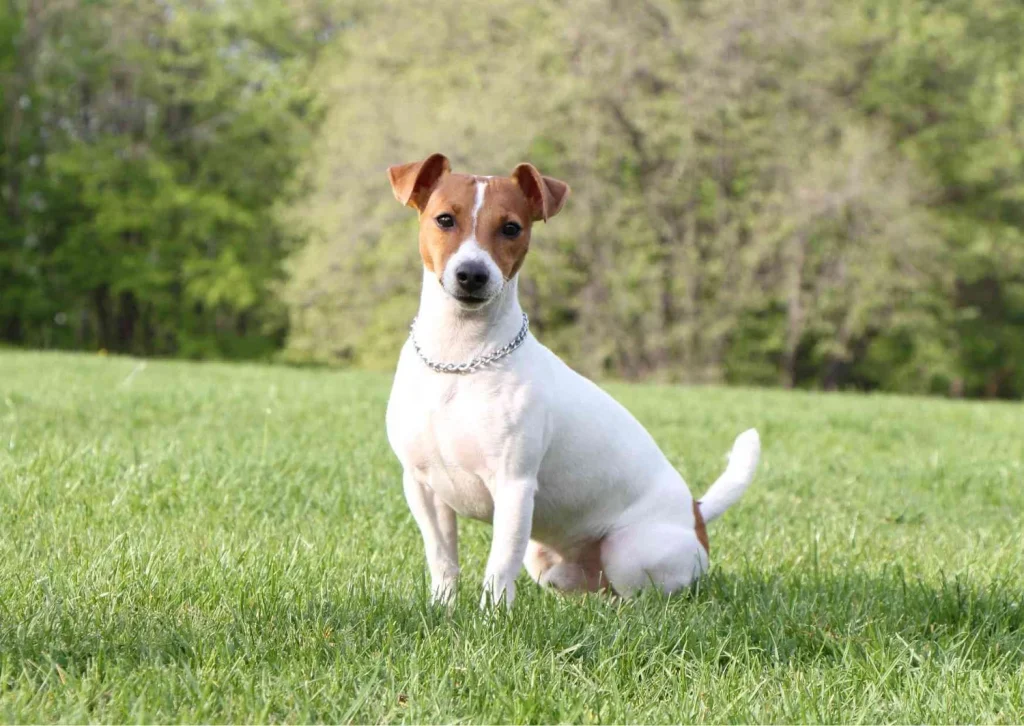 Jack Russell Dog Behaviour: Unleashing Their True Nature