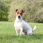Jack Russell Dog Behaviour: Unleashing Their True Nature