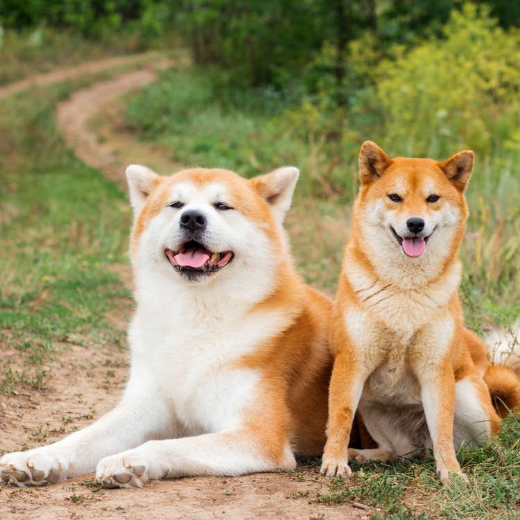 Japanese Dog Breeds: Discover Unique Companions
