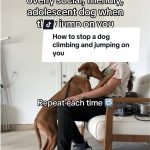 Jumping on Guests – Behaviour Fix: Tame the Chaos